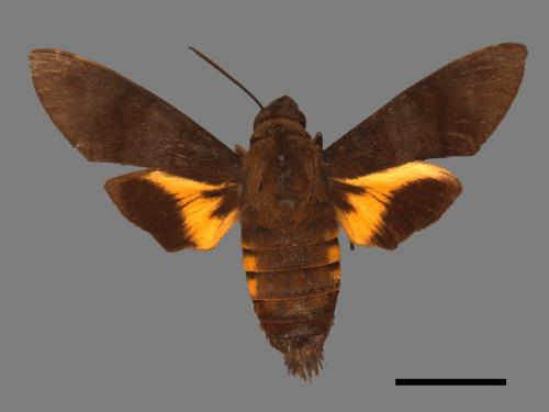 Macroglossum corythus luteata[黃紋長喙天蛾][00016920]