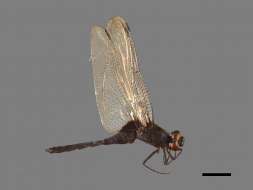 Orthetrum triangulare[鼎脈蜻蜓][00103703]