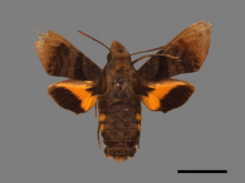 Macroglossum pyrrhosticta[黃斑長喙天蛾][00016912]