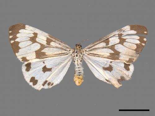 Nyctemera adversata[粉蝶燈蛾][00022731]