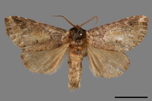 Neodrymonia seriatopunctata[黃肩舟蛾][00059287]