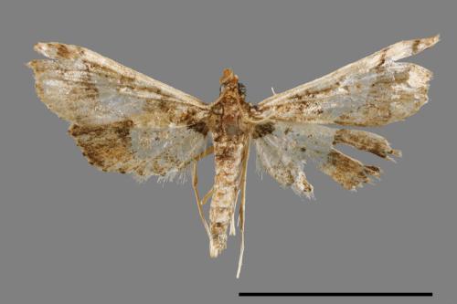 Hydriris ornatalis[00022278]