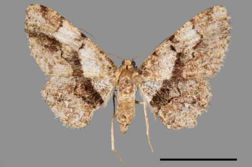 Satoblephara owadai[腹毛墨紋尺蛾][00054652]