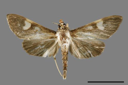 <已分類>Genus：Pleuroptya[00064891]