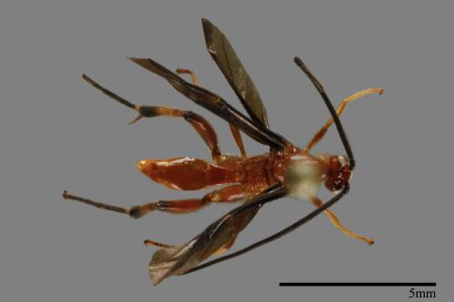 <已分類>Family：Braconidae[小繭蜂科][00094452]