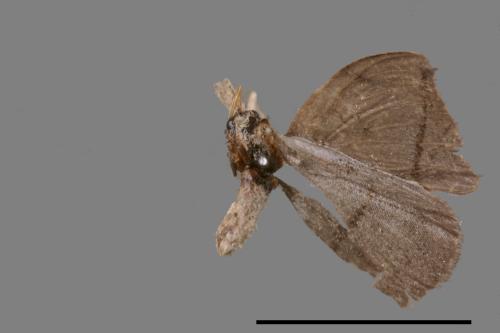 Albara reversaria opalescens[單帶鉤蛾][00089468]