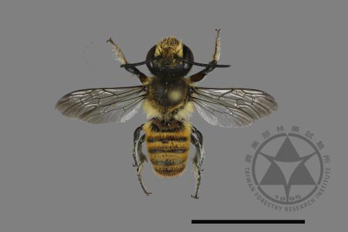 Megachile bicolor kagiana kagiana[雙色切葉蜂嘉義亞種][00197969]