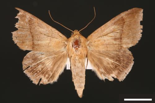 Dysgonia amygdalis[00029423]