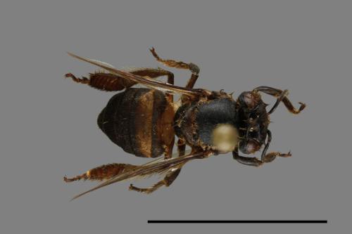<已分類>Family：Apidae[蜜蜂科][00074889]