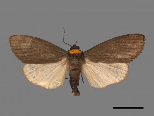Paraona staudingeri[烏閃苔蛾][00037333]