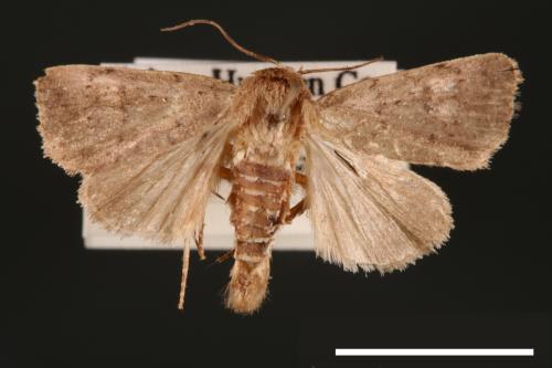 Athetis bremusa[00003274]
