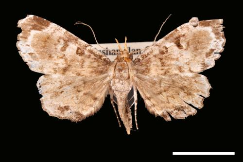 <已分類>Family：Noctuidae[夜蛾科][00007797]