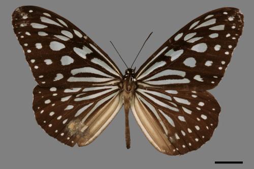 Ideopsis similis[琉球青斑蝶][00013689]