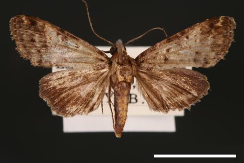 Lophoptera quadrinotata[00003896]