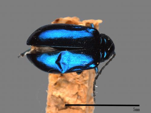 <已分類>Family：Chrysomelidae[金花蟲科][00081140]