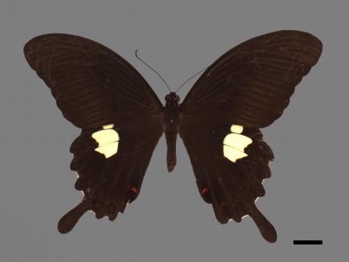 Papilio helenus fortunius[白紋鳳蝶][00014348]