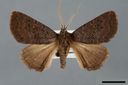 Hypersypnoides submarginata[00006125]