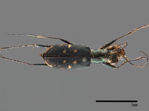Cylindera kaleea[00054184]