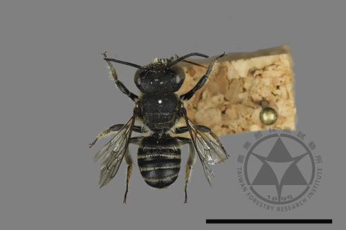 <已分類>Genus：Megachile[切葉蜂屬][00197216]