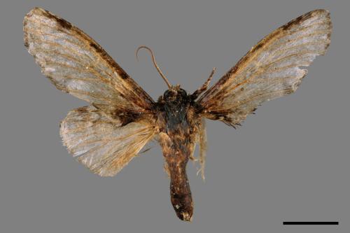 Peridea sikkima ochreipennis[錫納斑舟蛾][00051459]