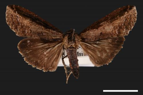 Lophoptera squammigera[暗裙脊蕊夜蛾][00003887]