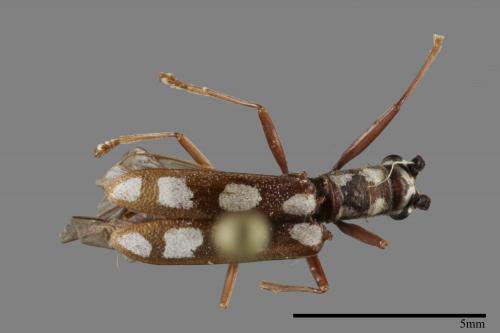 Olenecamptus formosanus[蓬萊狹胸白天牛][00080385]