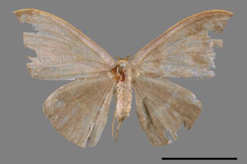 Microblepsis violacea[灰褐鉤蛾][00038893]