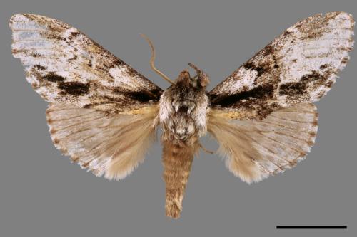 Metriaeschra apatela elegans[暗波舟蛾][00015942]
