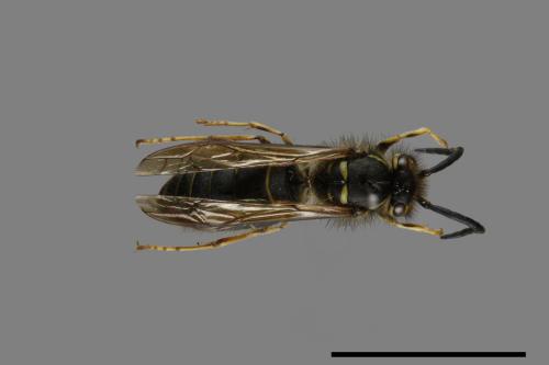 Vespula flaviceps[細黃胡蜂][00073100]