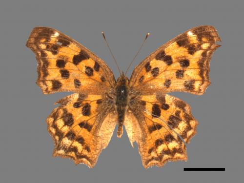 Polygonia c-aureum lunulata[黃蛺蝶][00024828]