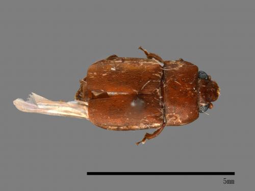 <已分類>Family：Scarabaeidae[金龜子科][00041762]