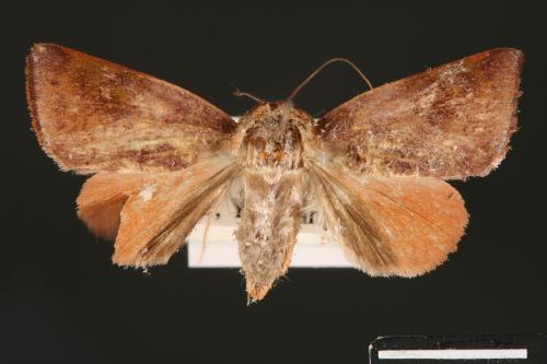 Carea internifusca[間赭瘤蛾][00004594]