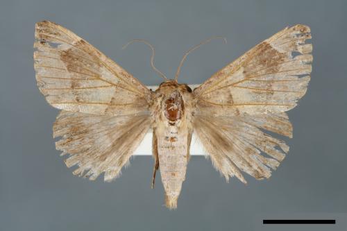 Dysgonia acuta[00005738]