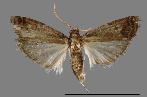 <已分類>Family：Pyralidae[螟蛾科][00063933]