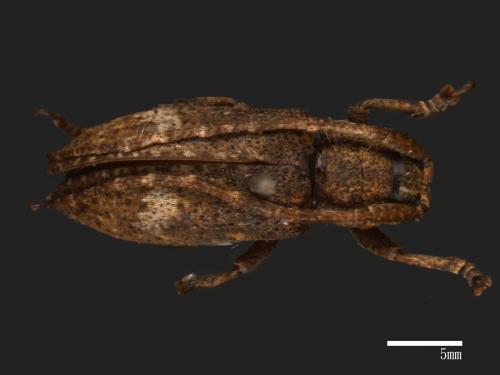 Ropica dorsalis[雙星銹天牛][00054129]