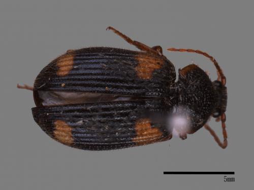 <已分類>Family：Carabidae[步行蟲科][00026080]