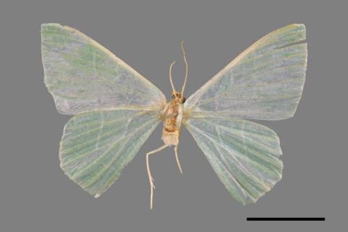 Pelagodes subquadrarius[樟青尺蛾][00025148]
