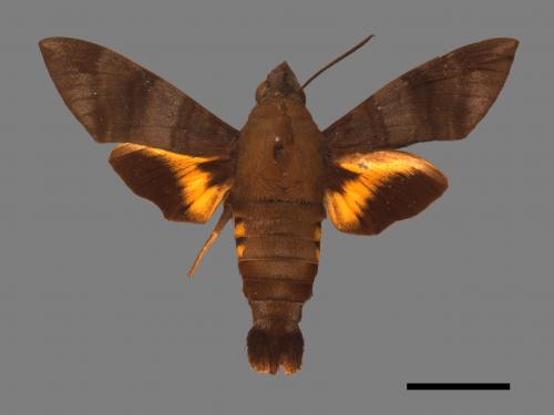 Macroglossum corythus luteata[黃紋長喙天蛾][00016506]