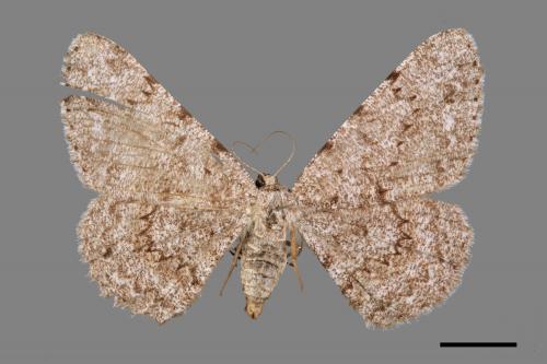 Hypomecis cineracea[齒紋灰褐尺蛾][00056374]
