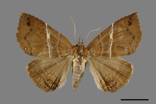 Sypnoides simplex[單析夜蛾][00006280]