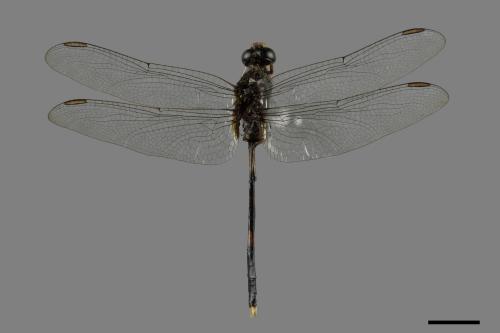 Orthetrum sabina sabina[杜松蜻蜓][00086799]