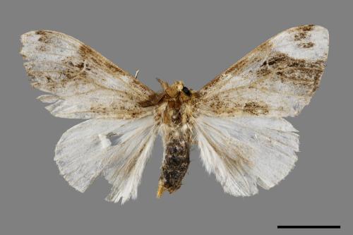 Pida decolorata maculosa[灰白毒蛾][00051069]