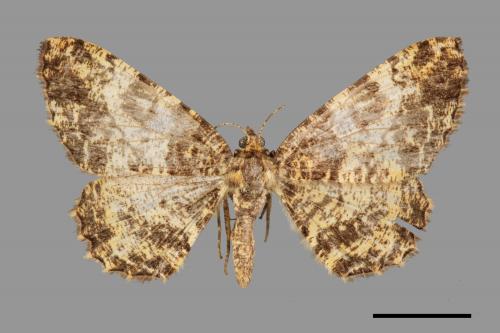 Deileptenia argillacearia[台灣微黃尺蛾][00039384]