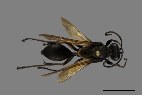 <已分類>Family：Sphecidae[細腰蜂科][00072559]