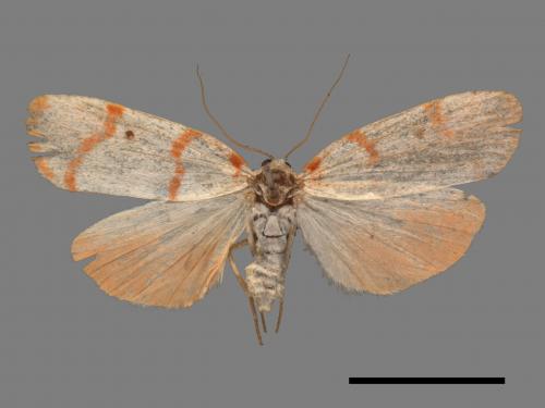 Cyana hamata[優雪苔蛾][00045332]