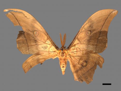 Antheraea yamamai superba[大透目天蠶蛾][00016138]