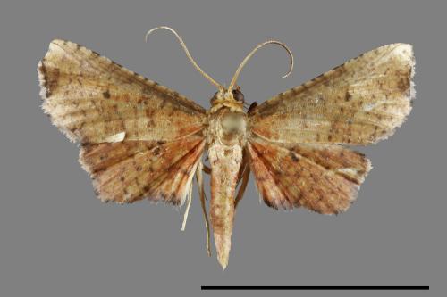 <已分類>Family：Thyrididae[窗蛾科][00100720]