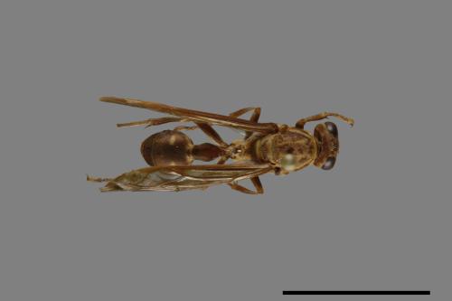 Parapolybia nodosa[叉胸異腹胡蜂][00078761]