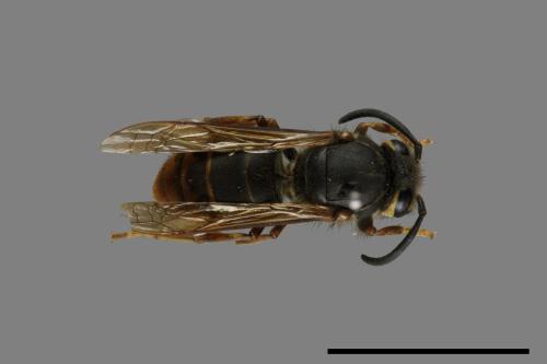 Vespula flaviceps[細黃胡蜂][00073501]