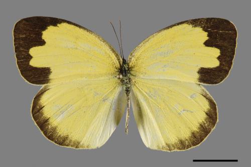 Eurema hecabe hobsoni[荷氏黃蝶][00093910]